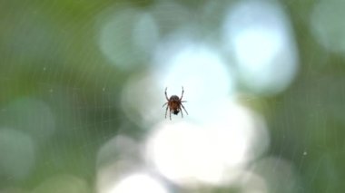 Küçük örümcek örümcek ağı üzerinde oturuyor. Yemek yiyor. Güzel bokeh ve arka plan bulanıklık. 4k, Uhd, 50p, 60p, kaydırma, portre, sığ derinlik alanlarının.