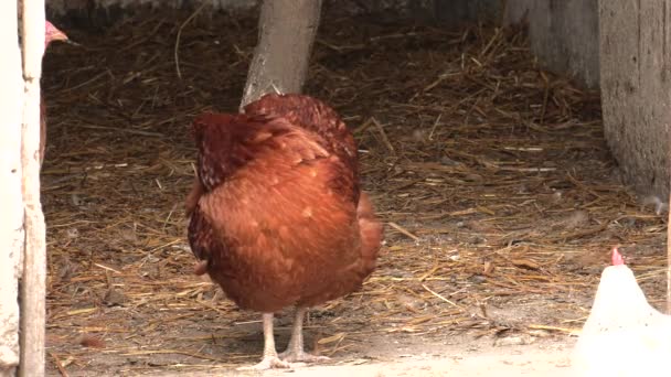 Una Gallina Giardino Cercare Verme Uhd 50P 60P Panning Avvicinamento — Video Stock