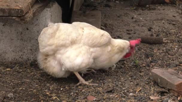 Tavuk Bahçedeki Solucan Için Arıyorum Uhd 50P 60P Kaydırma Portre — Stok video