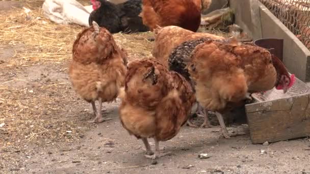 Poule dans la cour à la recherche du ver. 4K, UHD, 50p, 60p, Panoramique, Gros plans , 