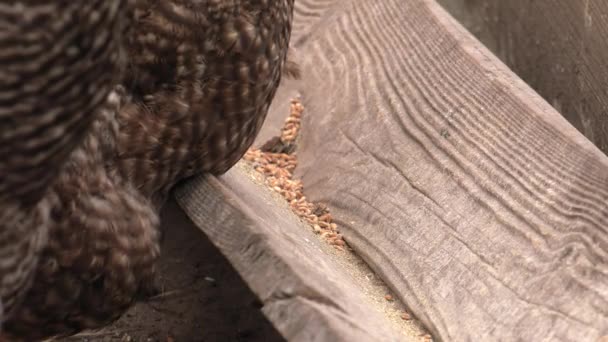 Hen Yard Looking Worm Uhd 50P 60P Panning Closeup — Stock Video