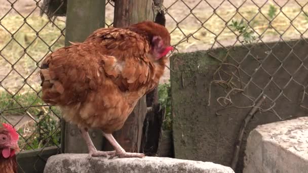 Uma Galinha Quintal Procura Verme Uhd 50P 60P Panning Fechar — Vídeo de Stock