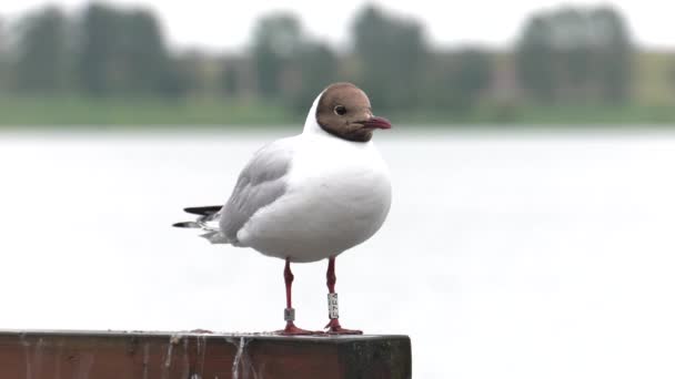 Möwe Hintergrund Uhd 50P 60P Schwenken Nahaufnahme — Stockvideo