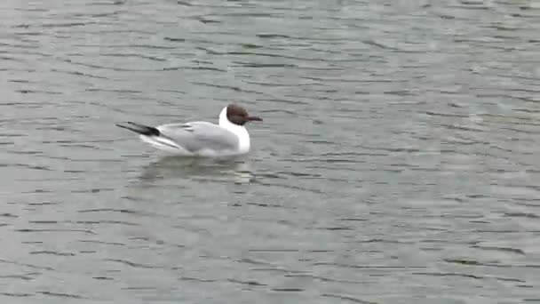 Viele Möwen Treiben Wasser Meer Sanfte Wellen Uhd 50P 60P — Stockvideo