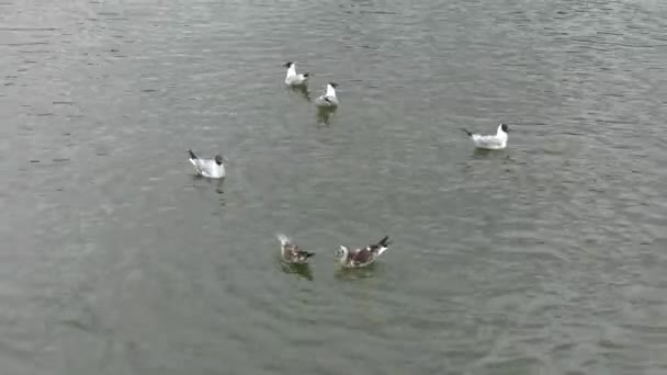 Viele Möwen Treiben Wasser Meer Sanfte Wellen Uhd 50P 60P — Stockvideo