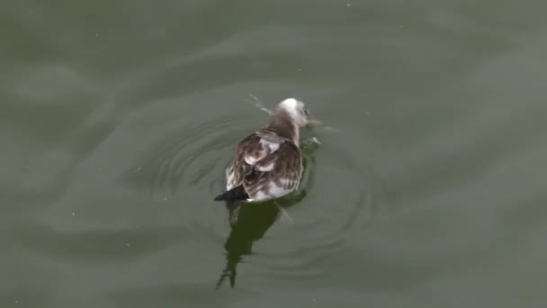 背景中的海鸥 Uhd P60 Ppaning 特写镜头 — 图库视频影像