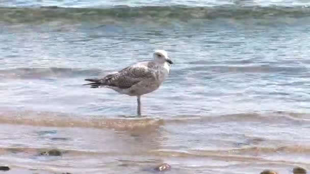 Seagull Background Uhd 50P 60P Panning Closeup — Stock Video