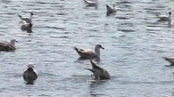 许多海鸥漂浮在水中 温和的波浪 Uhd P60 Ppaning 特写镜头 — 图库视频影像