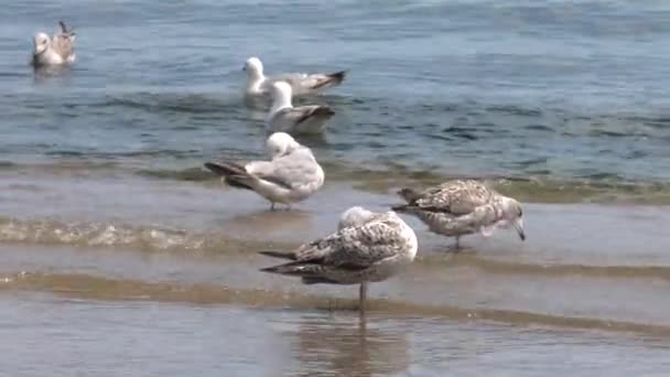 Many Gulls Floats Water Sea Gentle Waves Uhd 50P 60P — Stock Video