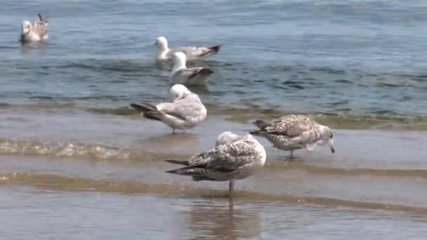 Molti Gabbiani Galleggiano Acqua Mare Onde Gentili Uhd 50P 60P — Video Stock