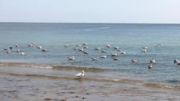 许多海鸥漂浮在水中 温和的波浪 Uhd P60 Ppaning 特写镜头 — 图库视频影像