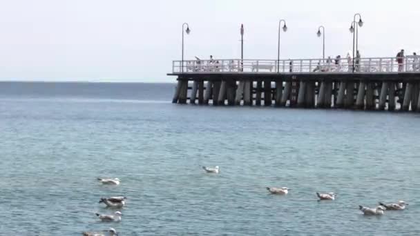 Many Gulls Floats Water Sea Gentle Waves Uhd 50P 60P — Stock Video