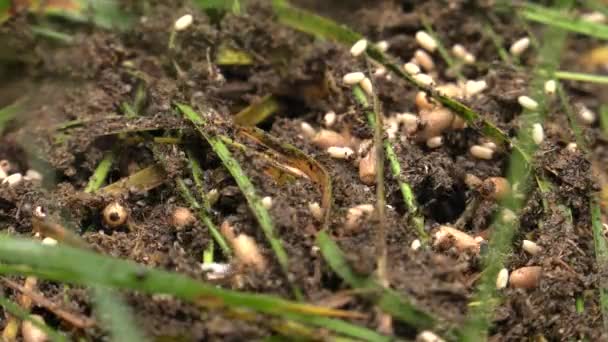 Semut Hitam Berjalan Sekitar Sarang Semut Dan Membangun Sarang — Stok Video