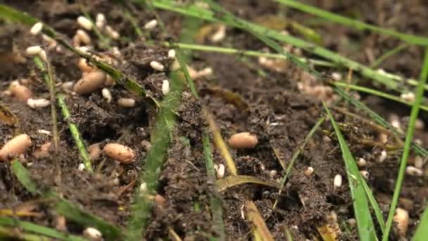 Zwarte Mieren Mierenhoop Rondlopen Bouwen Van Een Nest — Stockvideo