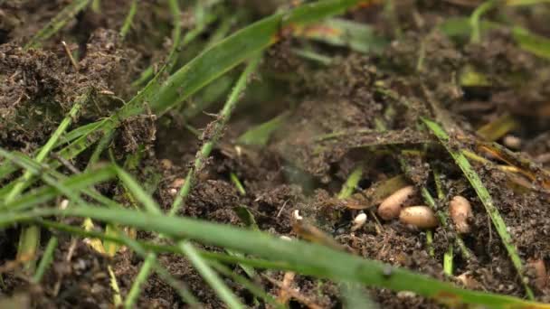 Black Ants Walk Anthill Build Nest — Stock Video