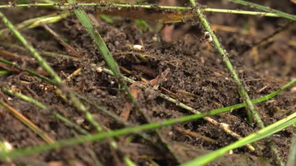 Schwarze Ameisen Laufen Den Ameisenhaufen Und Bauen Ein Nest — Stockvideo