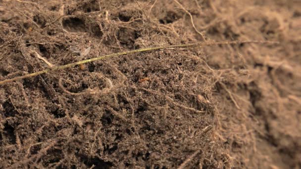 Formigas Negras Andam Redor Formigueiro Constroem Ninho — Vídeo de Stock