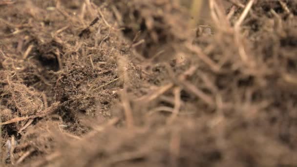 Formigas Negras Andam Redor Formigueiro Constroem Ninho — Vídeo de Stock