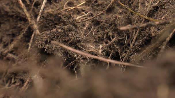 Las Hormigas Negras Caminan Alrededor Del Hormiguero Construyen Nido — Vídeo de stock