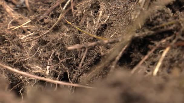Μαύρο Μυρμήγκια Περπατήσουν Μυρμηγκοφωλιά Και Οικοδομήσουμε Μια Φωλιά — Αρχείο Βίντεο