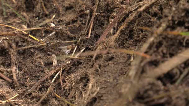 Siyah Karıncalar Karınca Yuvası Yürüyüş Bir Yuva Kurmak — Stok video