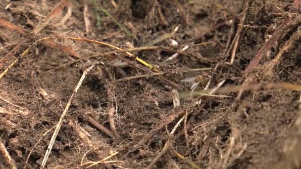 Semut Hitam Berjalan Sekitar Sarang Semut Dan Membangun Sarang — Stok Video