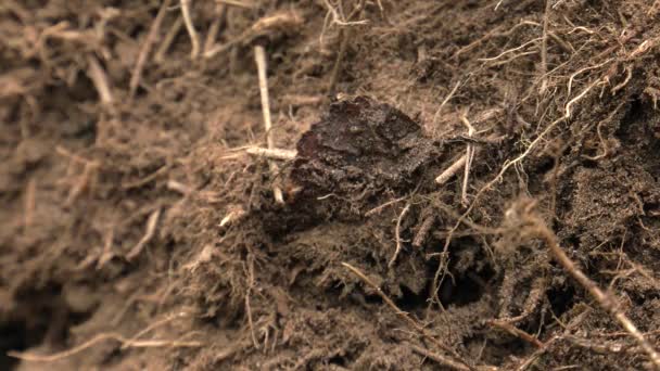 Schwarze Ameisen Laufen Den Ameisenhaufen Und Bauen Ein Nest — Stockvideo