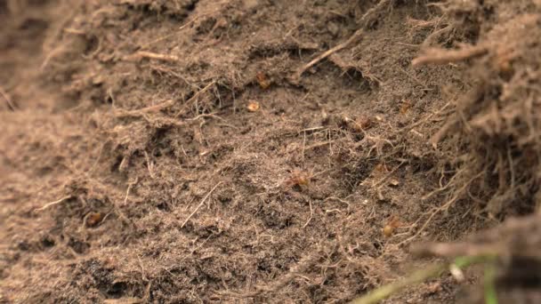 Las Hormigas Negras Caminan Alrededor Del Hormiguero Construyen Nido — Vídeos de Stock
