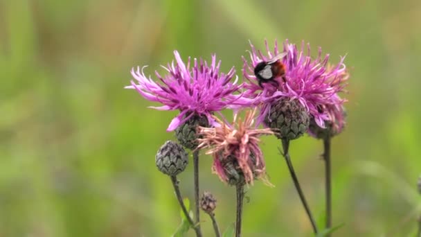 Roze Bloemen Thistle Een Honingbij Verzamelt Nectar Uhd 50P 60P — Stockvideo