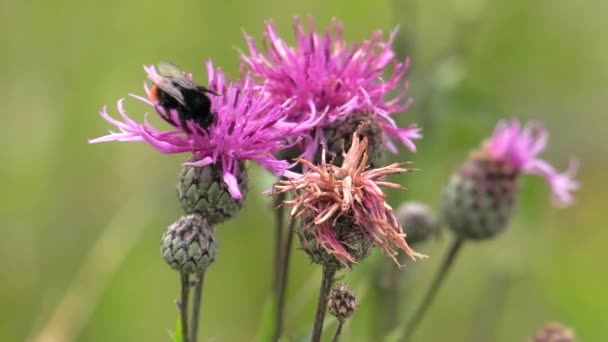 Ροζ Λουλούδια Γαϊδουράγκαθο Μια Μέλισσα Συλλέγει Νέκταρ Uhd 50P 60P — Αρχείο Βίντεο