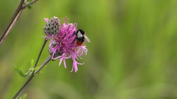 ピンクの花 アザミ ミツバチは 蜜を収集します Uhd クローズ アップ — ストック動画