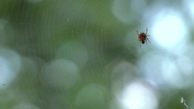 Küçük örümcek örümcek ağı üzerinde oturuyor. Yemek yiyor. Güzel bokeh ve arka plan bulanıklık. 4k, Uhd, 50p, 60p, kaydırma, portre, sığ derinlik alanlarının.
