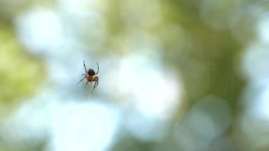 Küçük örümcek örümcek ağı üzerinde oturuyor. Yemek yiyor. Güzel bokeh ve arka plan bulanıklık. 4k, Uhd, 50p, 60p, kaydırma, portre, sığ derinlik alanlarının.