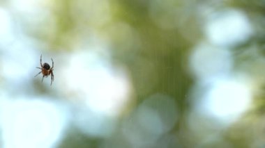 Küçük örümcek örümcek ağı üzerinde oturuyor. Yemek yiyor. Güzel bokeh ve arka plan bulanıklık. 4k, Uhd, 50p, 60p, kaydırma, portre, sığ derinlik alanlarının.