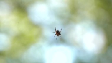 Küçük örümcek örümcek ağı üzerinde oturuyor. Yemek yiyor. Güzel bokeh ve arka plan bulanıklık. 4k, Uhd, 50p, 60p, kaydırma, portre, sığ derinlik alanlarının.