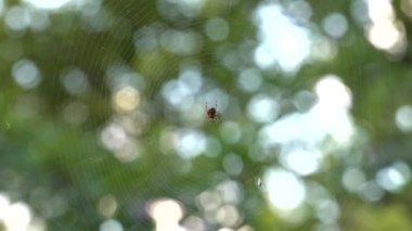 Küçük örümcek örümcek ağı üzerinde oturuyor. Yemek yiyor. Güzel bokeh ve arka plan bulanıklık. 4k, Uhd, 50p, 60p, kaydırma, portre, sığ derinlik alanlarının.