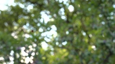 Küçük örümcek örümcek ağı üzerinde oturuyor. Yemek yiyor. Güzel bokeh ve arka plan bulanıklık. 4k, Uhd, 50p, 60p, kaydırma, portre, sığ derinlik alanlarının.