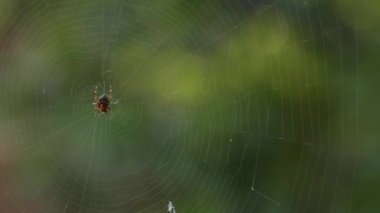 Küçük örümcek örümcek ağı üzerinde oturuyor. Yemek yiyor. Güzel bokeh ve arka plan bulanıklık. 4k, Uhd, 50p, 60p, kaydırma, portre, sığ derinlik alanlarının.