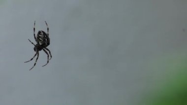 Küçük örümcek örümcek ağı üzerinde oturuyor. Yemek yiyor. Güzel bokeh ve arka plan bulanıklık. 4k, Uhd, 50p, 60p, kaydırma, portre, sığ derinlik alanlarının.