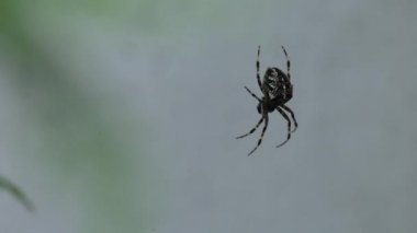 Küçük örümcek örümcek ağı üzerinde oturuyor. Yemek yiyor. Güzel bokeh ve arka plan bulanıklık. 4k, Uhd, 50p, 60p, kaydırma, portre, sığ derinlik alanlarının.