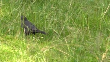 Siyah siyah kuş. Park.4k, Uhd, 50p, kaydırma,