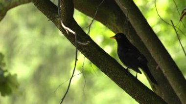 Siyah siyah kuş. Park.4k, Uhd, 50p, kaydırma,