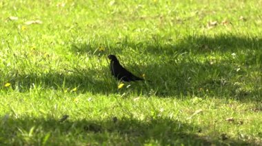 Siyah siyah kuş. Park.4k, Uhd, 50p, kaydırma,