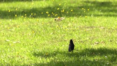 Siyah siyah kuş. Park.4k, Uhd, 50p, kaydırma,