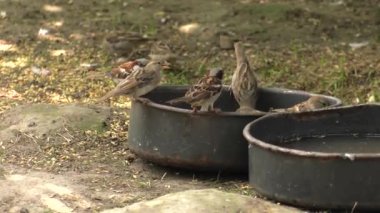 Küçük serçe bowl.4k, Uhd, 50 p, yemek yeme kaydırma,
