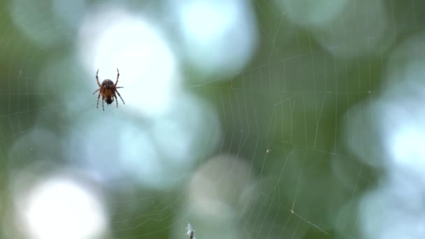 Невеликий Павук Сидить Павутину Їсть Їжу Красиві Боке Розмиття Фону — стокове відео