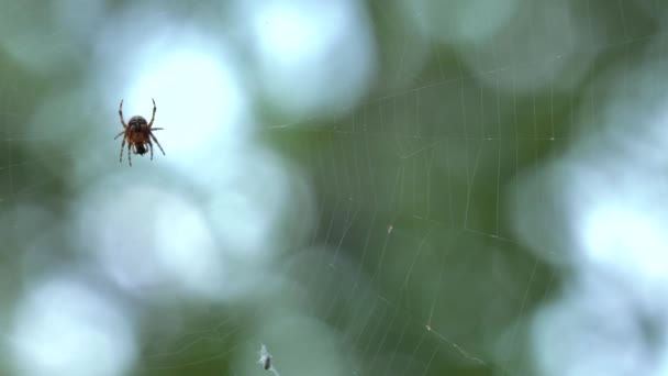 坐在蜘蛛网上的小蜘蛛 吃的食物 美丽的波克和模糊的背景 Uhd P60 P18 Panning 特写镜头 浅层景深 — 图库视频影像
