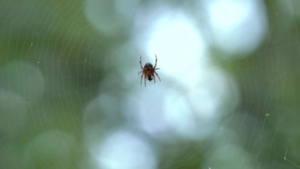 小さな蜘蛛が蜘蛛の巣の上に座っています 食べ物を食べます 美しいボケ味と 背景をぼかし Uhd フィールドの浅い深さをパン クローズ アップ — ストック動画