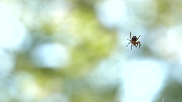 Una Araña Pequeña Sentada Tela Una Araña Come Comida Hermoso — Vídeos de Stock