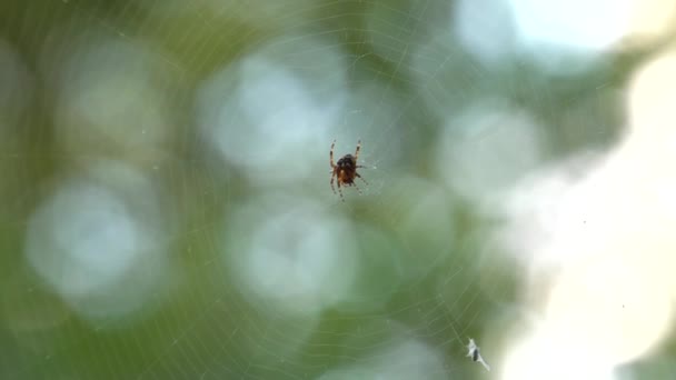 Kleine Spin Zittend Een Spinnenweb Eet Voedsel Mooie Bokeh Vervagen — Stockvideo